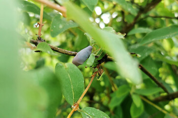 Honeysuckle bush with vibrant green leaves and ripe berries, showcasing the lush foliage and...