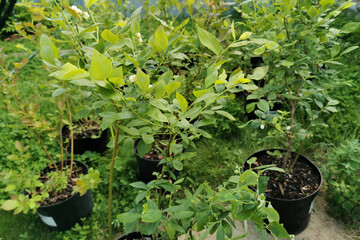 Blueberry seedlings in black pots surrounded by lush green grass, showcasing vibrant leaves and...