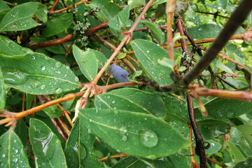Honeysuckle bush with vibrant green leaves and ripe berries, glistening with raindrops, creating a...