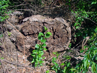 green plant in front of log
