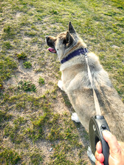 Dog walking on a leash through a grassy park, enjoying the outdoors, with a hand holding the leash, showcasing a joyful moment in nature with a pet companion