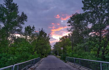 asphalt road in the forest