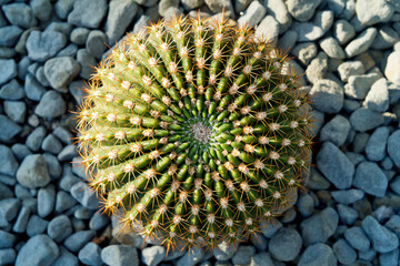 Cactus and succulents in bloom with vivid textures, contrast, symmetry, color, and geometry—a...