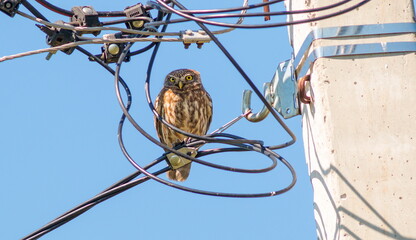 bird on a wire