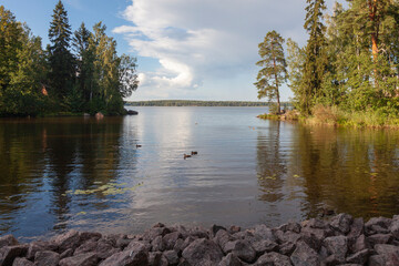 Landscape with lake and forest in summer. Russia, Karelia