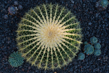 Cactus and succulents in bloom with vivid textures, contrast, symmetry, color, and geometry—a...