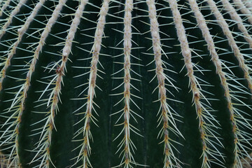 Cactus and succulents in bloom with vivid textures, contrast, symmetry, color, and geometry—a...