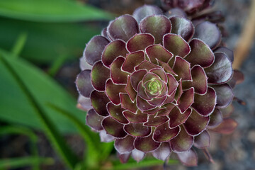 Cactus and succulents in bloom with vivid textures, contrast, symmetry, color, and geometry—a...