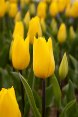 Fototapeta premium yellow tulips in the garden