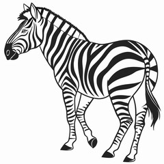 Obraz premium zebra vector illustration