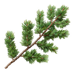 Fototapeta premium Isolated-cedar-branch-flat-vector-sharp-edges-studio-lighting-ultra-high-detail-plain-white-background-crisp-shadows-photorealistic
