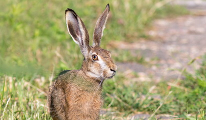 rabbit in the grass