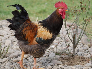 Icon of red cock portrait. Free range chicken