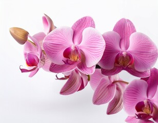 Obraz premium exquisite panoramic banner of long pink orchids isolated on white background