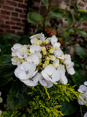 Hydrangea macrophylla Teller White - Edinburgh, Scotland, United Kingdom