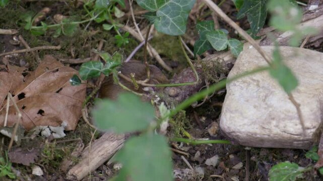 Mouse vole eating in garden