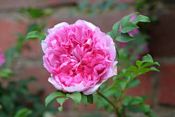 Pink double wild rose, rosa roxburghii plena, in flower.
