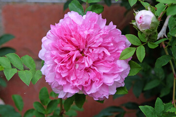 Pink double wild rose, rosa roxburghii plena, in flower.