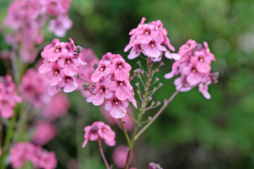 Pink Diascia personata, also known as twinspur ‘Du Toits Peak’ in flower.