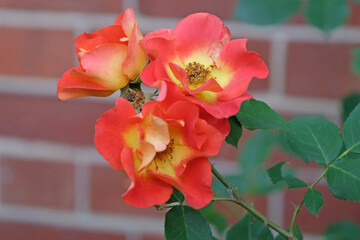 Orange shrub rose, rosa ‘bright and breezy’ in flower.