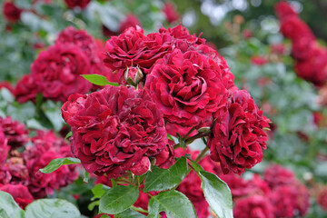 Red climbing rose, rosa ‘Highgrove’ in flower.