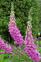 Purple Digitalis, or foxglove, in flower.