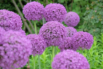 Large purple Allium ‘Ambassador’, also known as ornamental onion, in flower.