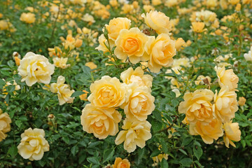 Yellow shrub rose, rosa ‘gold spice’ in flower.