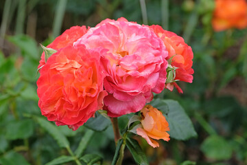 Bright orange and pink potted rose, rosa ‘volcano’ in flower.