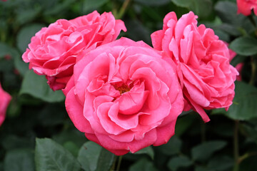 Fuchsia pink bush rose, Rosa Charisma ‘Jelroganor’ in flower.