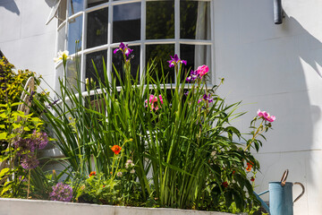 A vibrant mix of flowers, including purple irises and bright pink peonies, flourishes in a planter...