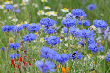 Blue wildflower, Centaurea cyanus, also known as cornflowers, or bachelor's buttons, in flower.