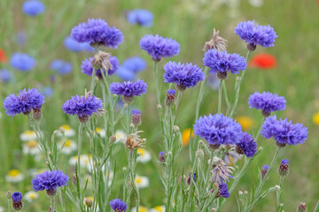 Blue wildflower, Centaurea cyanus, also known as cornflowers, or bachelor's buttons, in flower.
