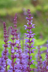 Purple Salvia  sylvestris ‘Serenade’, wood sage, in flower.
