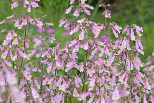 Pink Penstemon hirsutus, hairy penstemon, in flower.