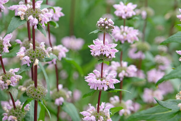 Pink Phlomis Tuberosa, Jerusalem sage ‘Bronze Flamingo’, in flower.
