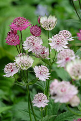 Purple and white Astrantia major, masterwort ‘Claret’ and ‘buckland’ in flower.