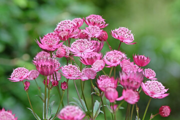Purple Astrantia major, masterwort ‘Claret’ in flower.