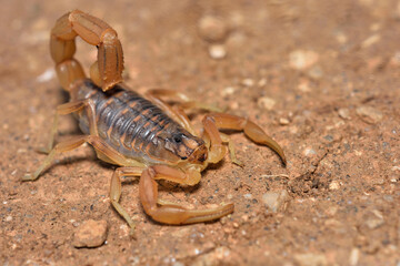 Closeup of the endemic Spanish yellow scorpion Buthus elongatus from Málaga, Andalusia, photographed on sand in its biotope.