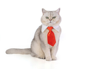 Cat wearing red tie against white background looking curious and sophisticated