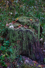old tree in the forest