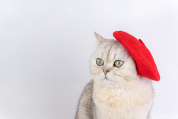 Adorable cat wearing red beret against white background