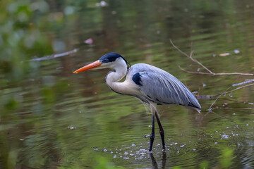 An elegant Cocoi Heron with grey and white plumage, orange beak, and dark head, standing in shallow water with small ripples, surrounded by blurred green vegetation.