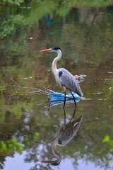 An elegant Cocoi Heron with gray and white plumage, orange beak, and dark head, standing in murky water with a visible blue plastic residue, reflecting on the surface.