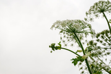 Close-up of tall wildflowers against cloudy sky in nature