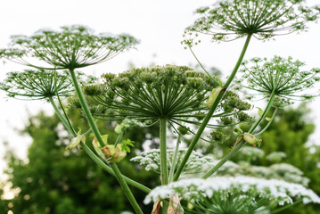 Close-up view of lush greenery featuring tall wildflower plants