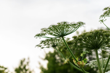 Close-up of giant hogweed in natural environment with overcast sky background