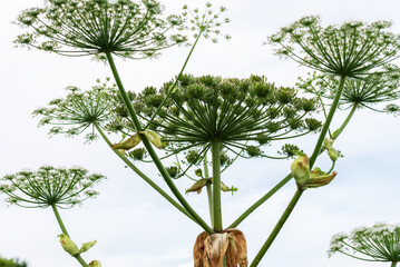 Close-up of giant hogweed against cloudy sky