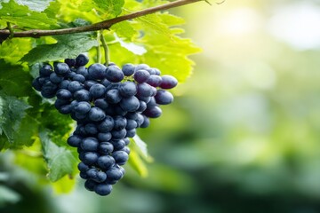 Fototapeta premium Dark grapes are gathered in bunches within a scenic vineyard setting that includes copy space