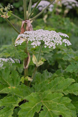 Giant hogweed plant with white flowers amidst green foliage